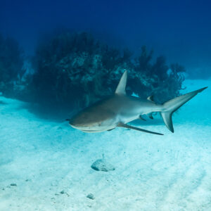 Caribbean reef shark swimming over white sand past reef heads, Grand Bahama, Bahamas