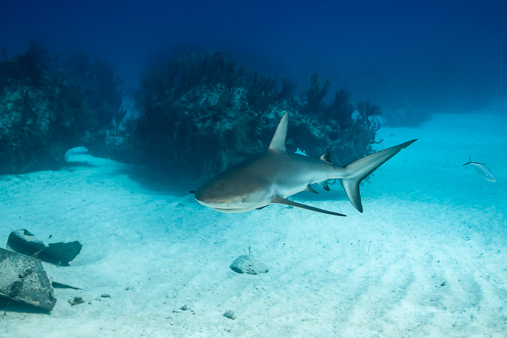 Caribbean reef shark swimming over white sand past reef heads, Grand Bahama, Bahamas