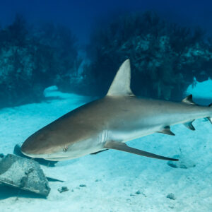 Caribbean reef shark low over sand beside a rock, reef behind, Grand Bahama, Bahamas