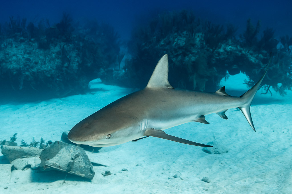 Caribbean reef shark low over sand beside a rock, reef behind, Grand Bahama, Bahamas
