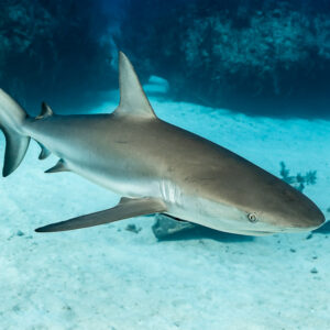 Close Caribbean reef shark passing diagonally over sand, Grand Bahama, Bahamas