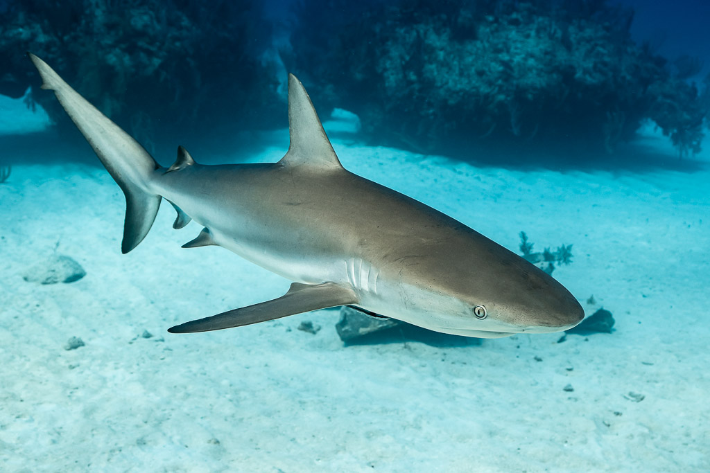 Close Caribbean reef shark passing diagonally over sand, Grand Bahama, Bahamas