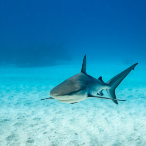 Caribbean reef shark approaching head-on over open sand, Grand Bahama, Bahamas