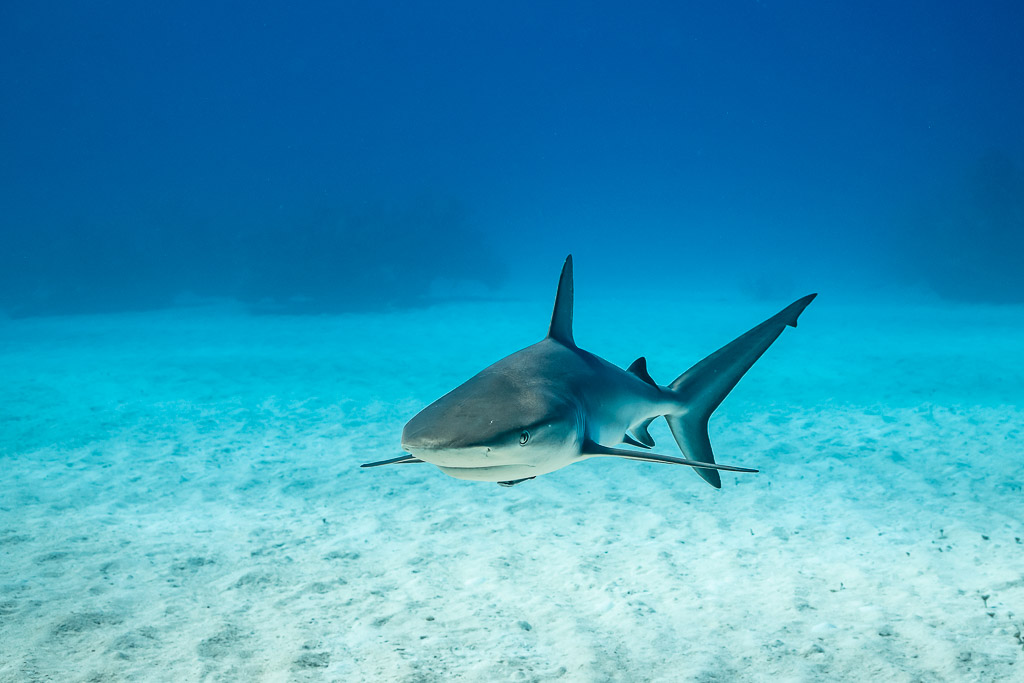 Caribbean reef shark approaching head-on over open sand, Grand Bahama, Bahamas