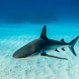 Caribbean reef shark three-quarter view over sand, tail curved, Grand Bahama, Bahamas