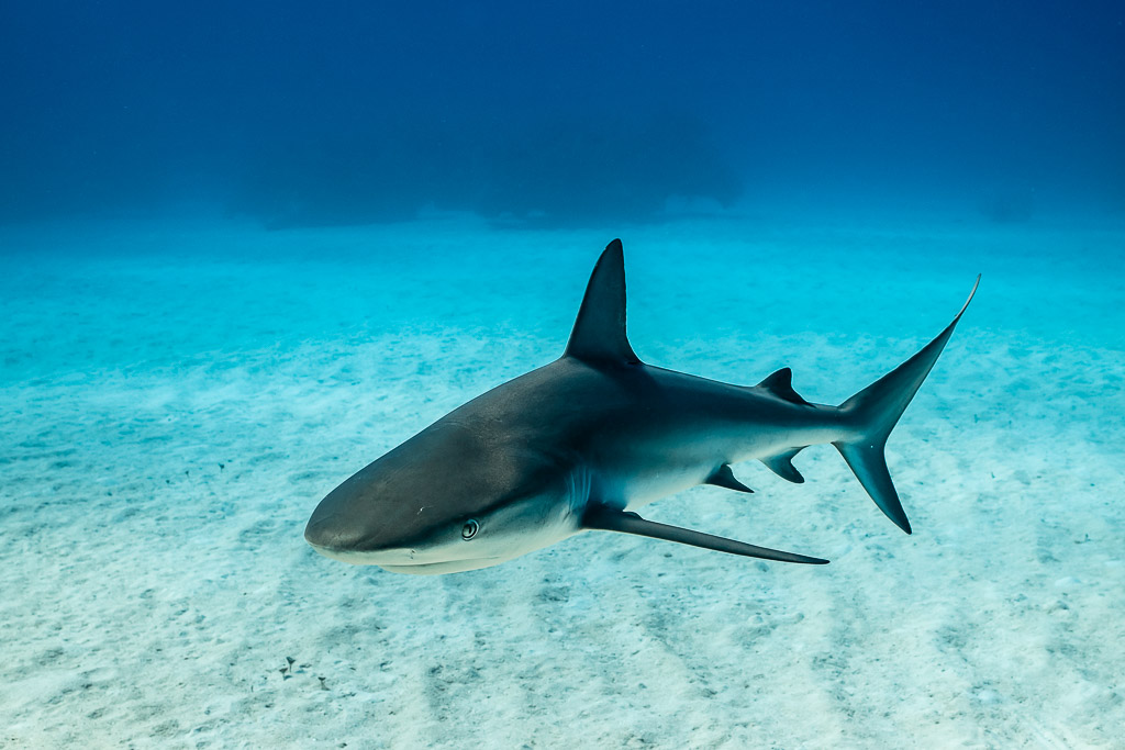 Caribbean reef shark three-quarter view over sand, tail curved, Grand Bahama, Bahamas