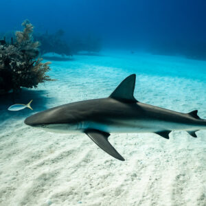 Caribbean reef shark in profile over rippled sand, reef on the left, Grand Bahama, Bahamas