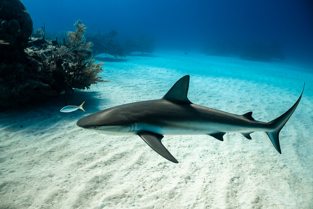 Caribbean reef shark in profile over rippled sand, reef on the left, Grand Bahama, Bahamas