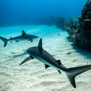Deux requins de récif des Caraïbes se croisant au-dessus du sable près d’un massif, Grand Bahama, Bahamas
