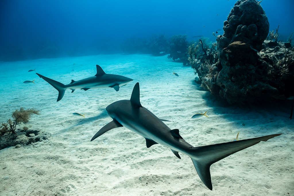Two Caribbean reef sharks crossing over sand beside a reef head, Grand Bahama, Bahamas