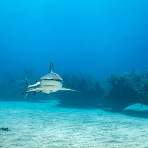 Distant Caribbean reef shark head-on above sand before a reef, Grand Bahama, Bahamas