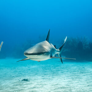 Requin de récif des Caraïbes de face au-dessus du sable, encadré par une gorgone, Grand Bahama, Bahamas