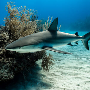 Caribbean reef shark skimming past a sea fan covered reef head, Grand Bahama, Bahamas