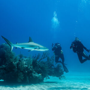 Deux plongeurs photographes observant un requin de récif au-dessus d’un massif, Grand Bahama, Bahamas