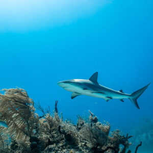 Caribbean reef shark swimming above soft corals in bright blue water, Grand Bahama, Bahamas