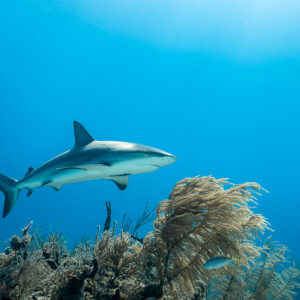 Caribbean reef shark gliding left above a large sea fan, Grand Bahama, Bahamas