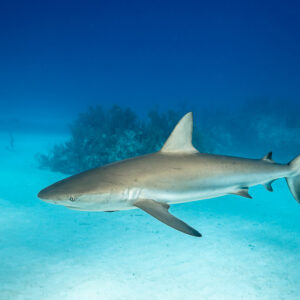 Caribbean reef shark swimming over sand in a deep blue scene, Grand Bahama, Bahamas