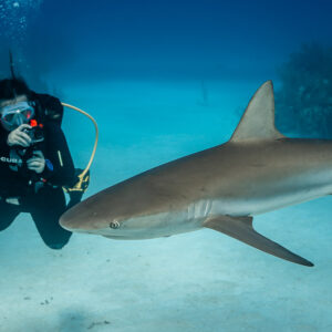 Diver photographing a Caribbean reef shark passing at arm’s length, Grand Bahama, Bahamas