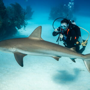Caribbean reef shark gliding in front of a diver with camera, Grand Bahama, Bahamas