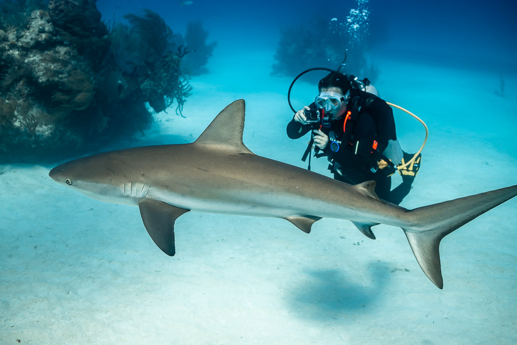 Caribbean reef shark gliding in front of a diver with camera, Grand Bahama, Bahamas