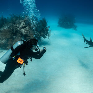 Plongeur nageant vers un requin de récif lointain au-dessus d’une étendue de sable, Grand Bahama, Bahamas