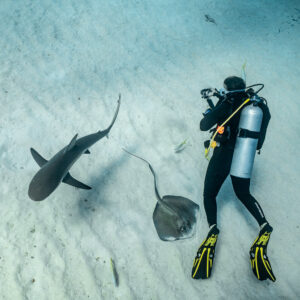 Vue plongeante d’un plongeur, d’un requin de récif et d’une pastenague sur le sable, Grand Bahama, Bahamas