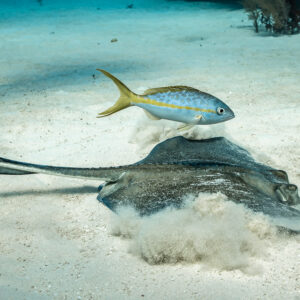 Southern stingray digging in sand with yellowtail snappers above, Grand Bahama, Bahamas