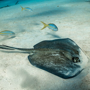 Southern stingray gliding over sand followed by yellowtail snappers, Grand Bahama, Bahamas