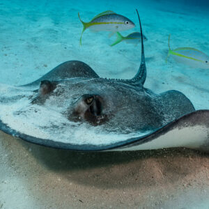 Southern stingray front view lifting its wings off the sand, Grand Bahama, Bahamas