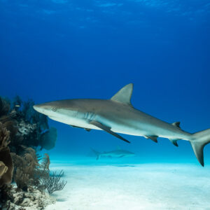 Caribbean reef shark passing a gorgonian-covered reef edge, Grand Bahama, Bahamas