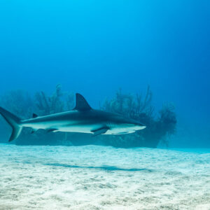 Caribbean reef shark cruising over sand before a reef in bright blue, Grand Bahama, Bahamas