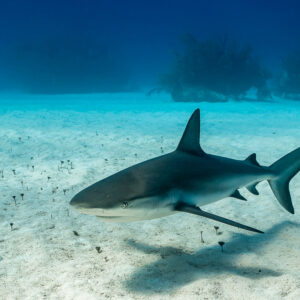 Caribbean reef shark low over sand with its shadow beneath, Grand Bahama, Bahamas