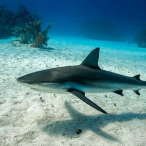 Caribbean reef shark in profile over sand casting a long shadow, Grand Bahama, Bahamas