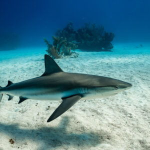 Caribbean reef shark close to the sand, reef heads in background, Grand Bahama, Bahamas
