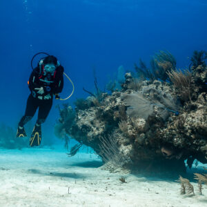 Diver hovering beside a sea fan covered reef head, Grand Bahama, Bahamas