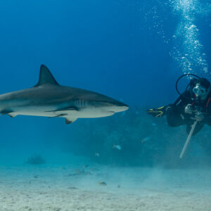 Caribbean reef shark swimming past a diver with a pointer stick, Grand Bahama, Bahamas