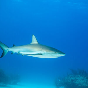Caribbean reef shark swimming in open blue water above the reef, Grand Bahama, Bahamas