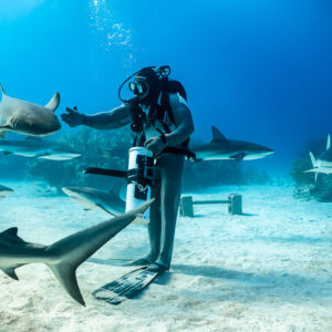 Feeder in chain mail reaching to a nurse shark as reef sharks circle, Shark Junction, Grand Bahama, Bahamas