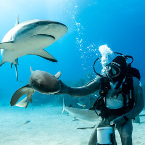 Feeder holding up a nurse shark as a reef shark passes overhead, Shark Junction, Grand Bahama, Bahamas