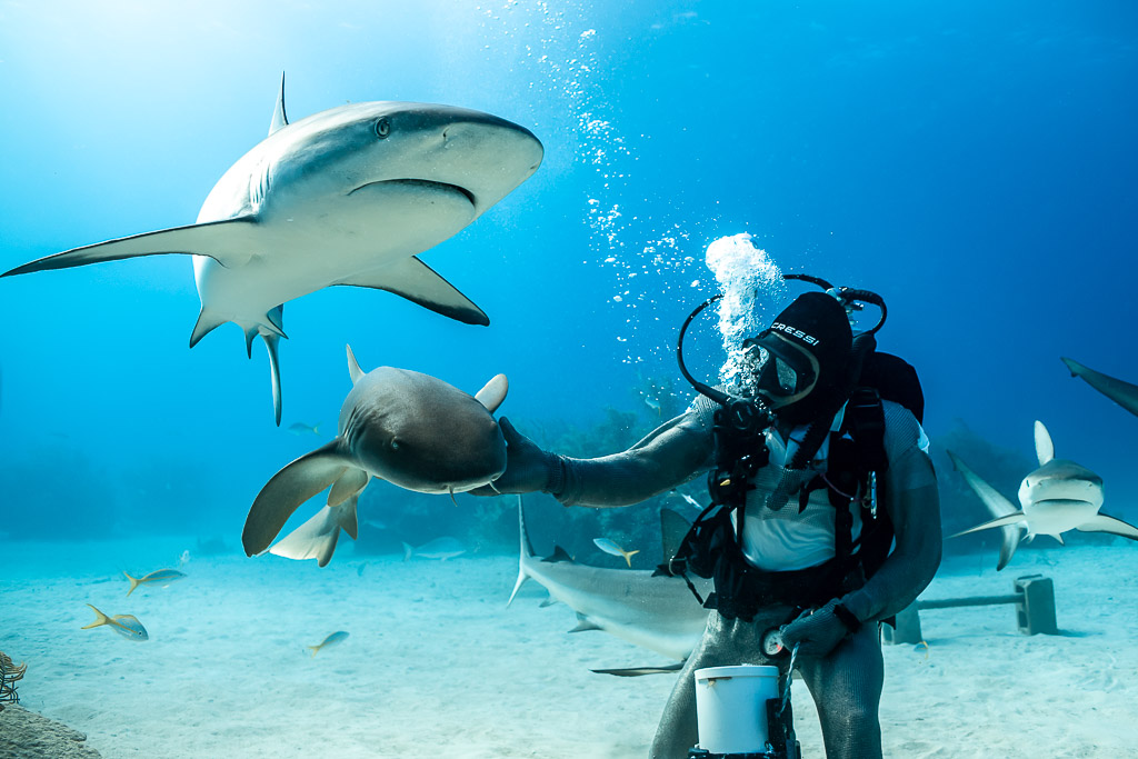 Feeder holding up a nurse shark as a reef shark passes overhead, Shark Junction, Grand Bahama, Bahamas