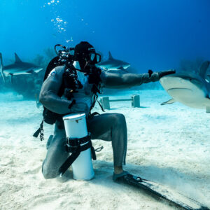 Kneeling feeder arm outstretched toward an approaching reef shark, Shark Junction, Grand Bahama, Bahamas