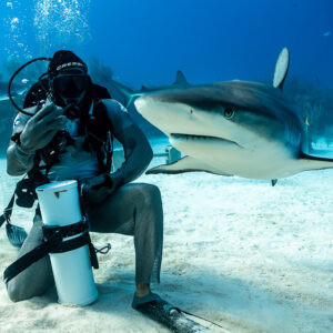 Reef shark brushing past the kneeling feeder’s bait tube, Shark Junction, Grand Bahama, Bahamas