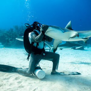Reef shark nuzzling the kneeling feeder’s chest, tail raised, Shark Junction, Grand Bahama, Bahamas