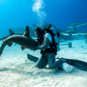 Nourrisseur agenouillé guidant un requin-nourrice, requins de récif derrière, Shark Junction, Grand Bahama, Bahamas