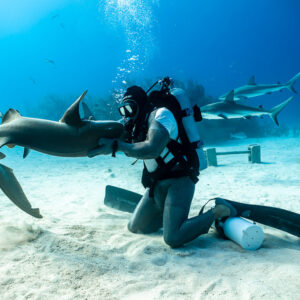 Nurse shark curling around the kneeling feeder’s arm, Shark Junction, Grand Bahama, Bahamas