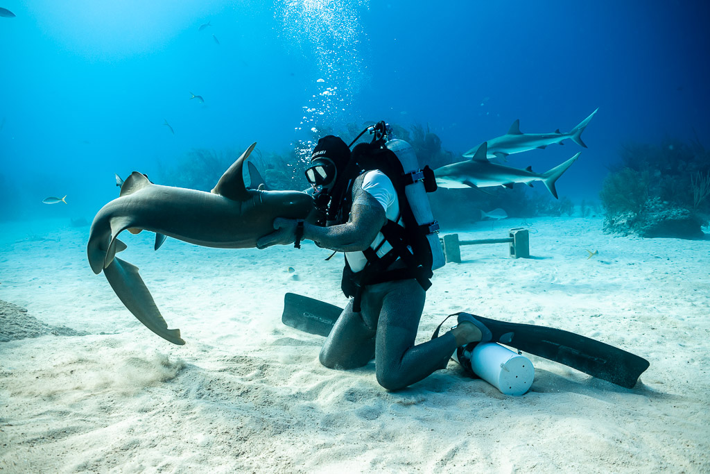 Nurse shark curling around the kneeling feeder’s arm, Shark Junction, Grand Bahama, Bahamas
