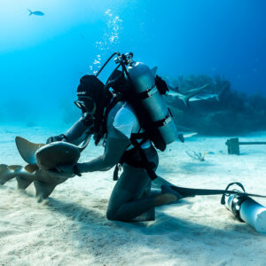 Feeder bending over a nurse shark resting on the sand, Shark Junction, Grand Bahama, Bahamas