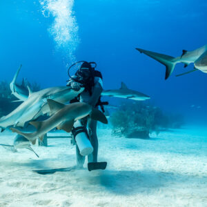 Reef sharks crowding the feeder as one shark arches overhead, Shark Junction, Grand Bahama, Bahamas