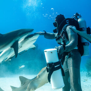Feeder hand-feeding a reef shark, nurse shark at his feet, Shark Junction, Grand Bahama, Bahamas