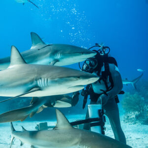 Vue verticale de requins de récif superposés autour du nourrisseur, Shark Junction, Grand Bahama, Bahamas